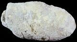 Fish Coprolite (Fossil Poo) - Kansas #49345-1